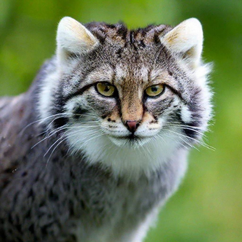 Манул: дикий кот на грани вымирания» — создано в Шедевруме