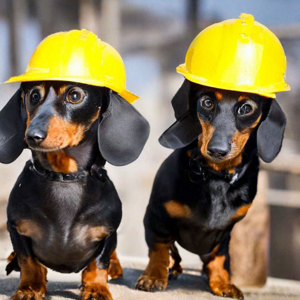 dachshund dogs in construction helmets at a construction site