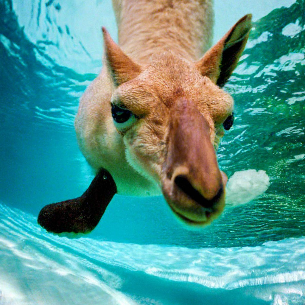 «Лама ныряет в бассейн, как ребенок…» — создано в Шедевруме