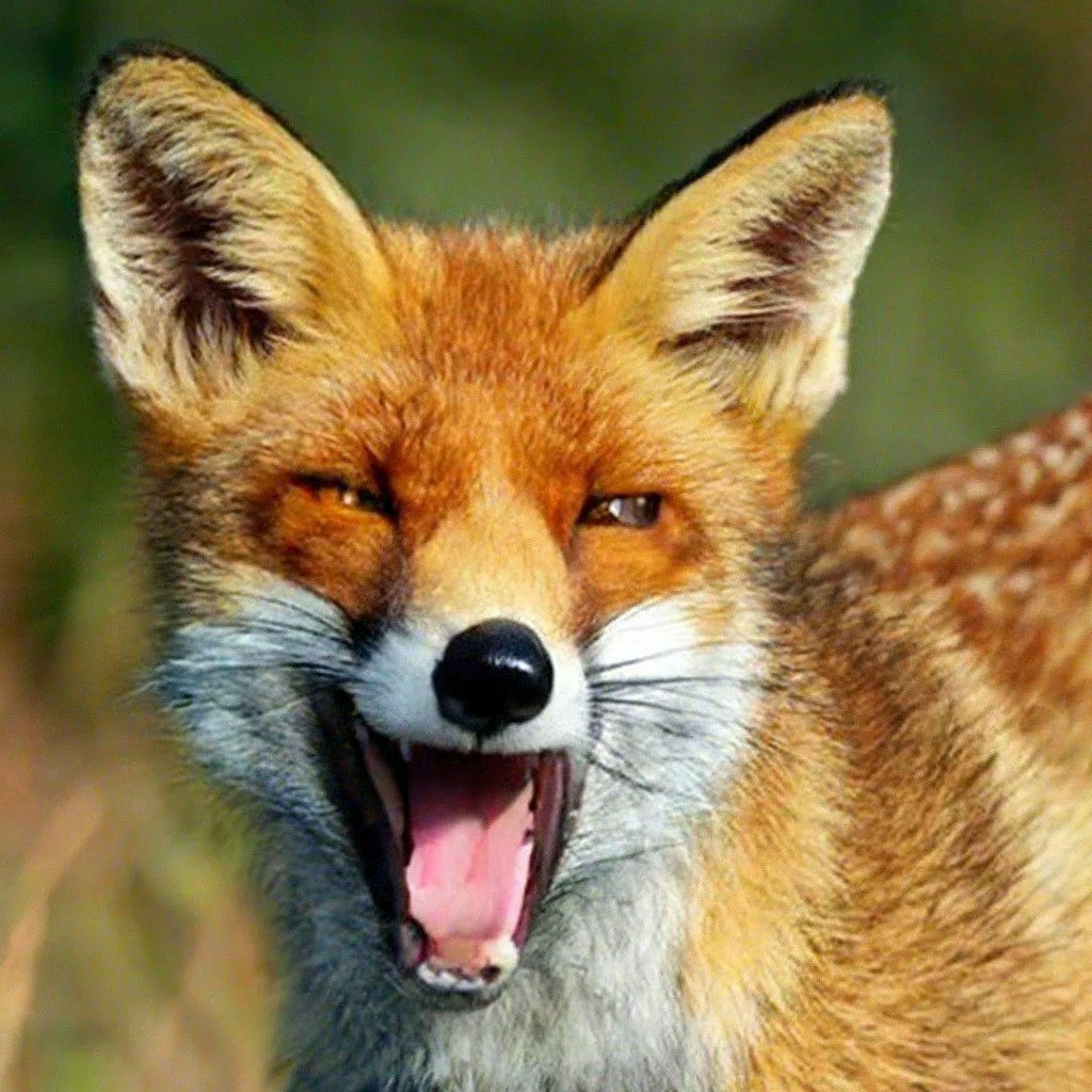 Funny Foxes Memes Stoned Fox The Taxidermy Fox Meme| Perfect Gift