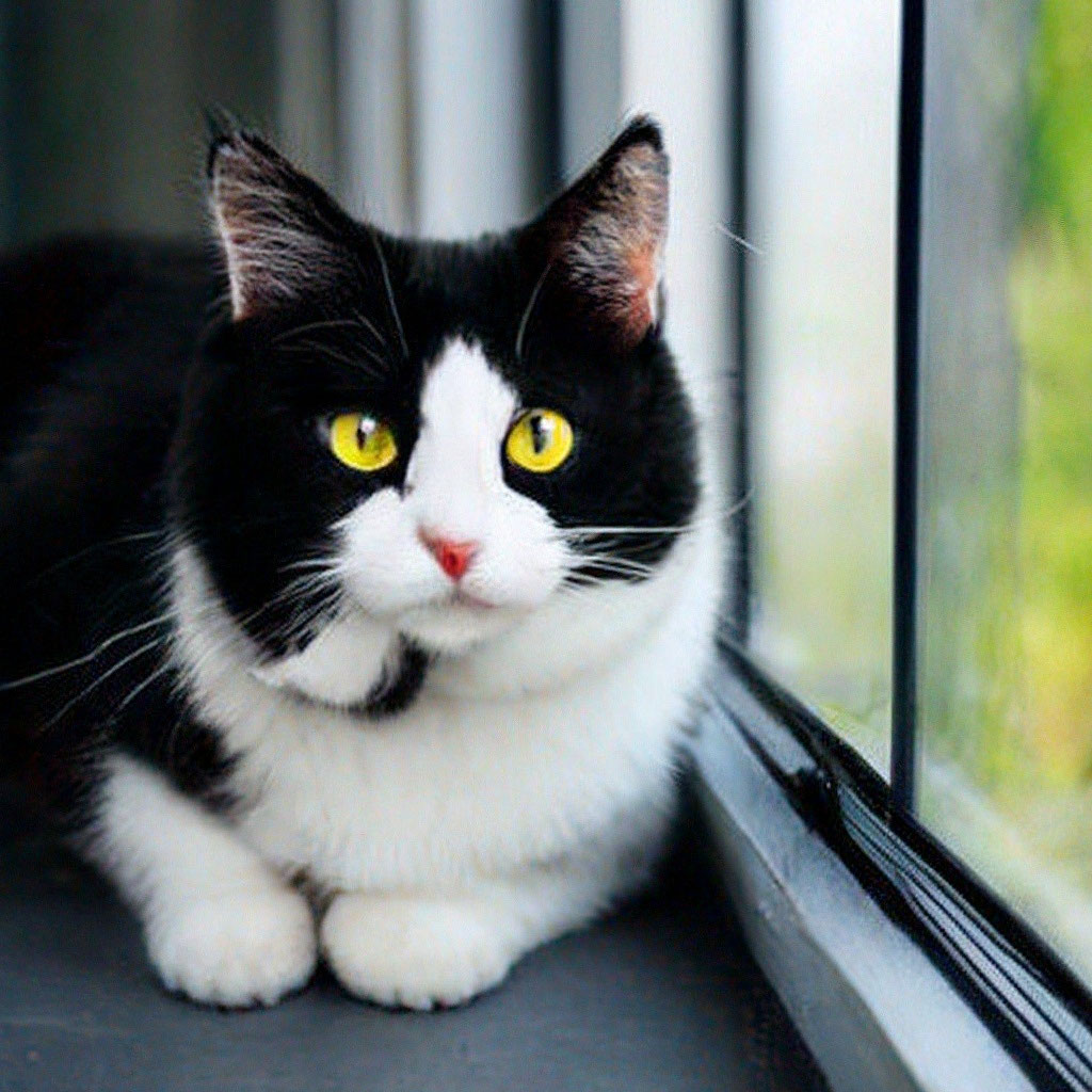 Белый кот с черными пятнами сидит …» — создано в Шедевруме