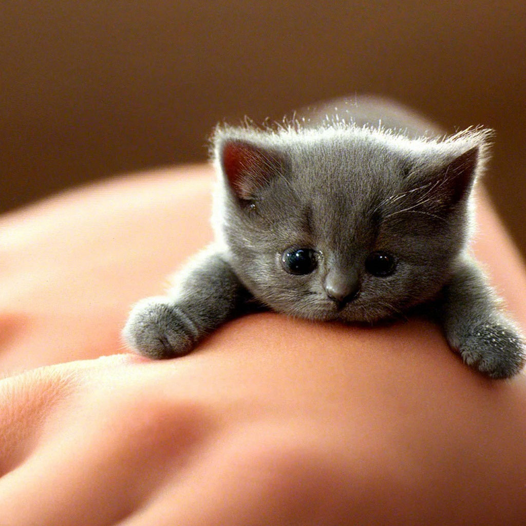 ТОП-10 самых маленьких пород кошек в мире