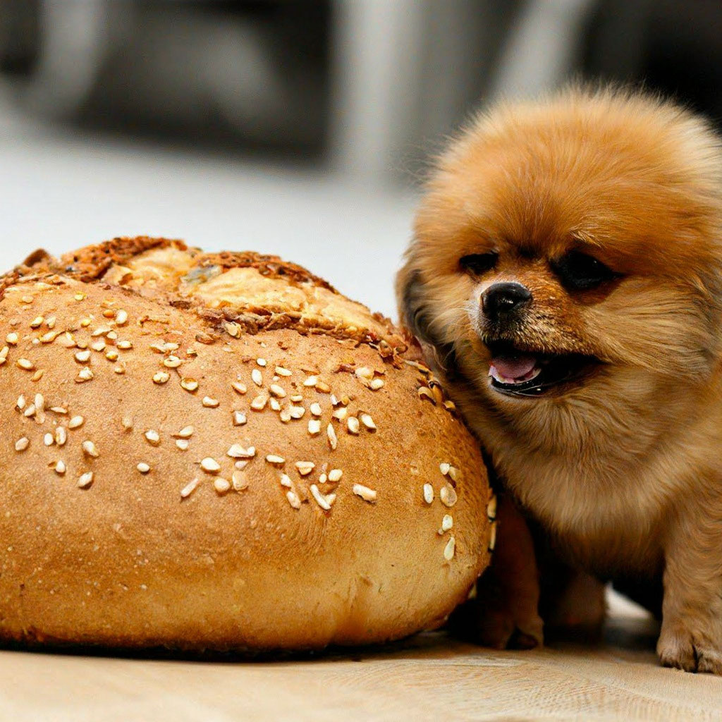 Хлеб собака» — создано в Шедевруме