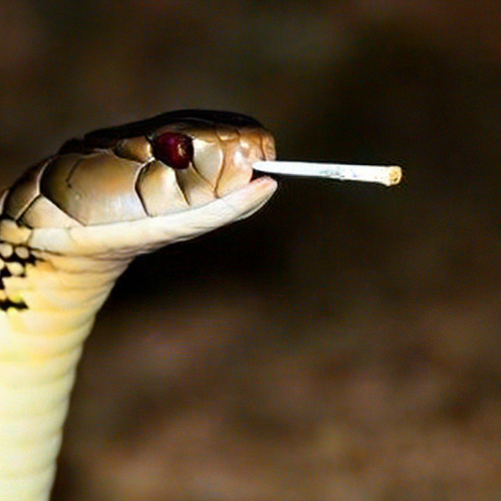 snake smoking a cigarette Snake cobra smokes a cigarette
