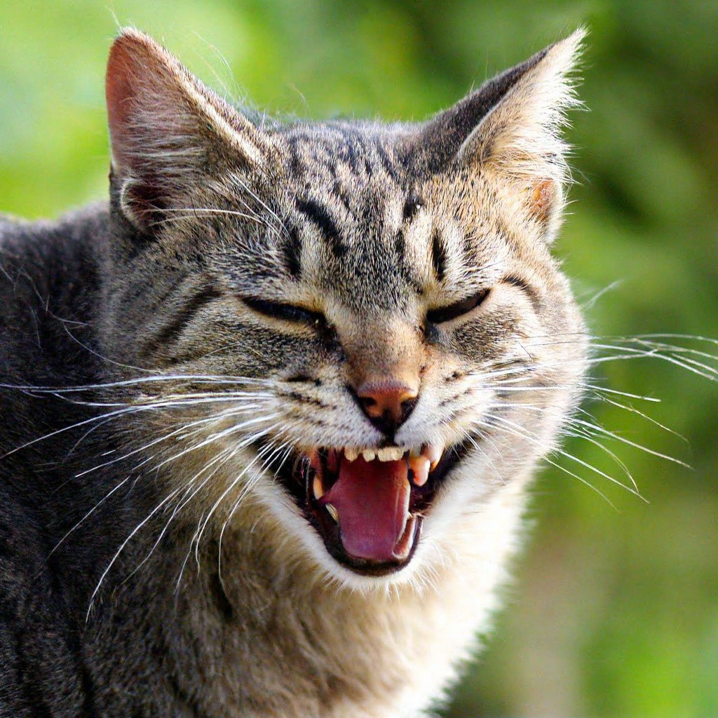 14,901 Baby Kitten Face Closeup Stock Photos - Free & Royalty-Free Stock Photos 