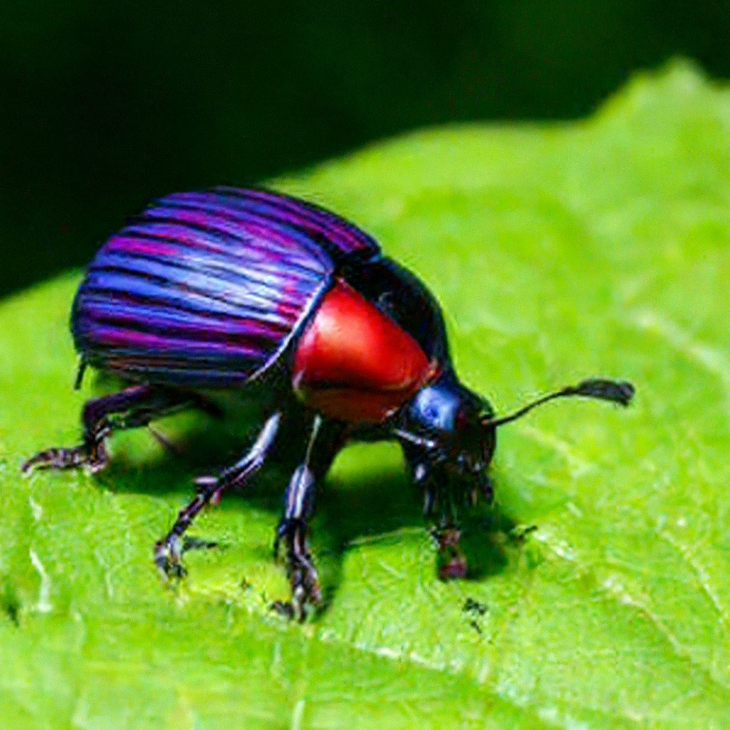 Хитрый жук: топ-8 насекомых с необычными способностями / VSERU - информационный сайт Кузбасса.
