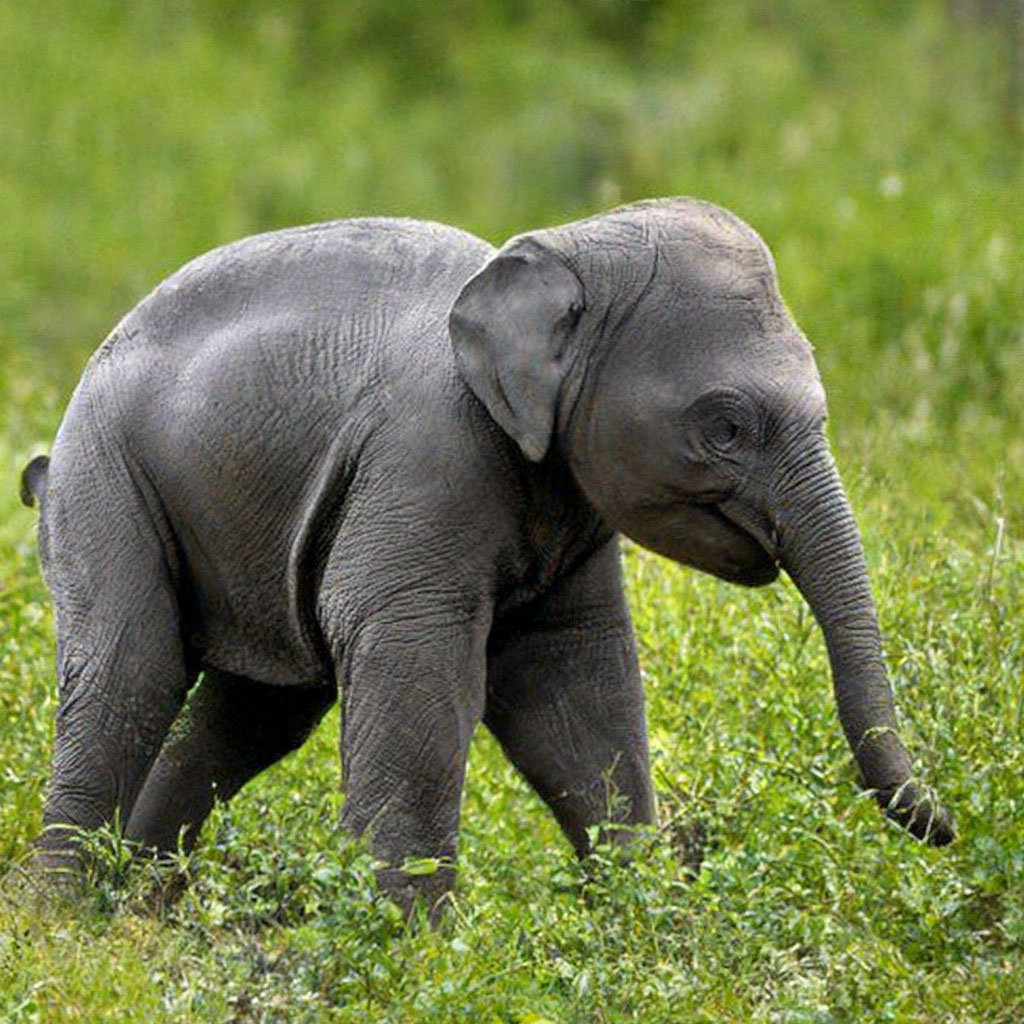 слон маленький