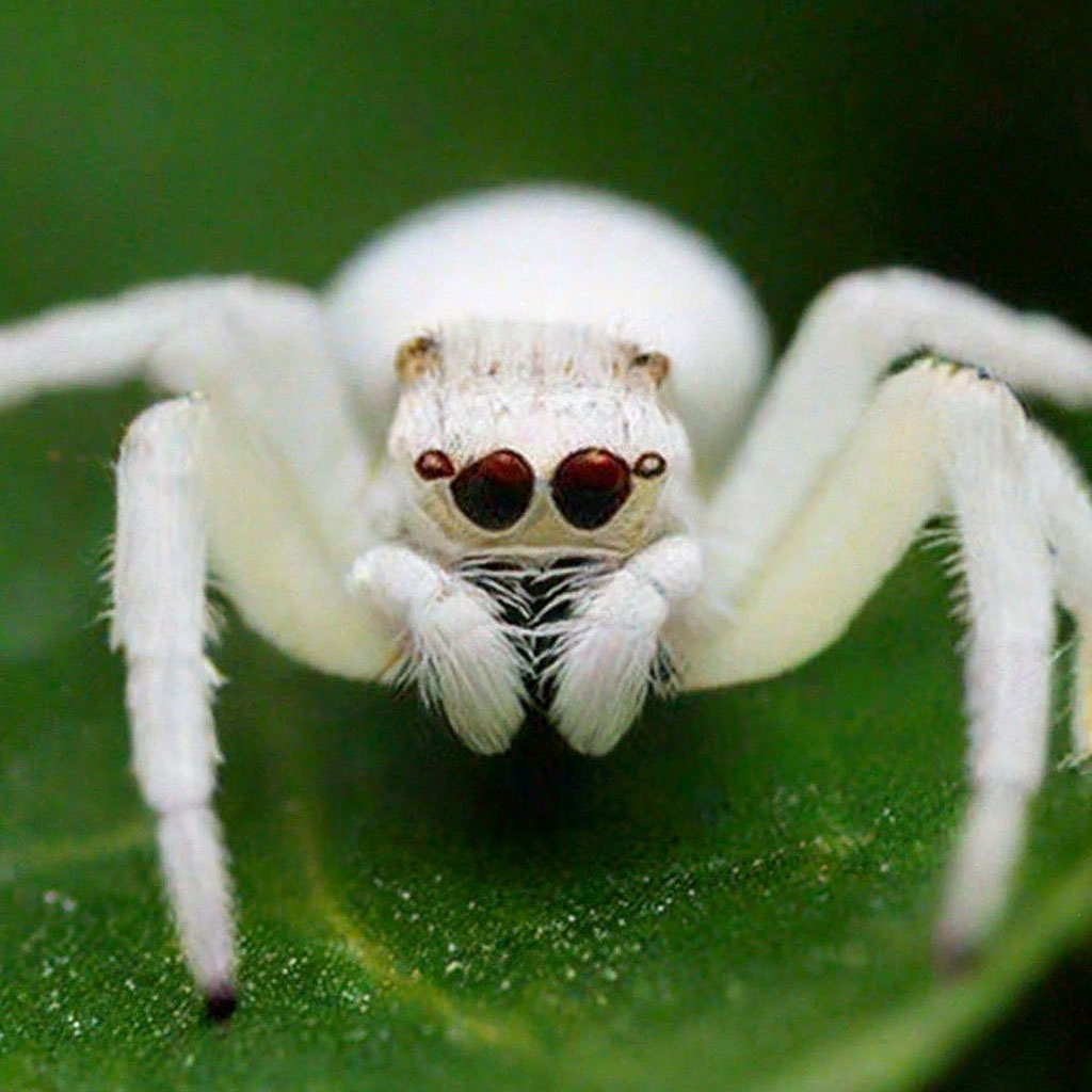 Белые пауки в россии фото "A big white spider with big cute eyes." - image created in Shedevrum