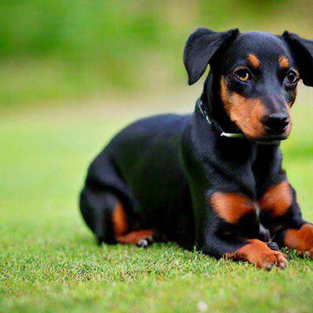 Mezcla De Chihuahua Terrier