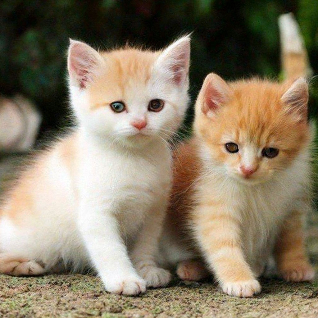 Картинки котят