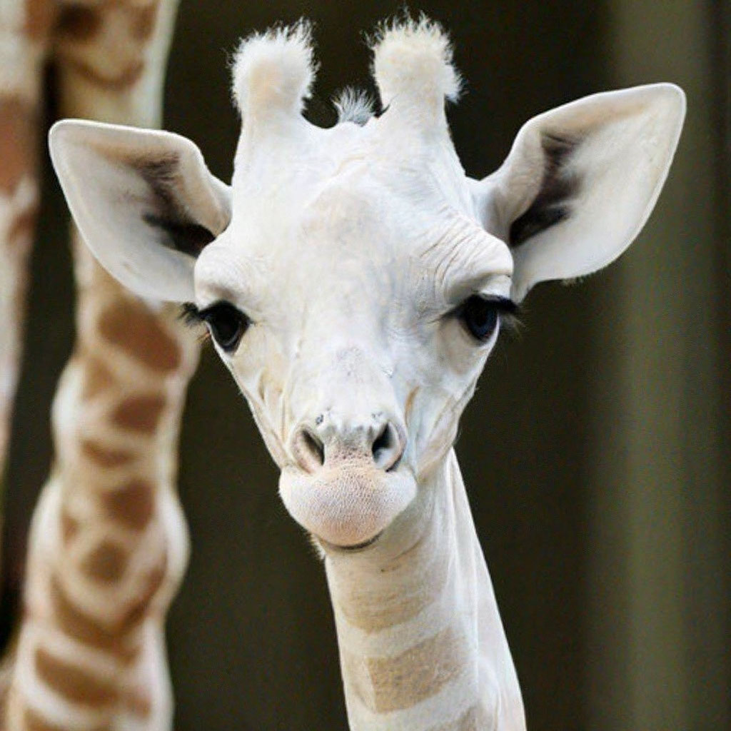 Жираф альбинос» — создано в Шедевруме