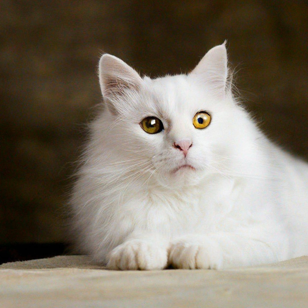 Порода кошки турецкая ангора» — создано в Шедевруме