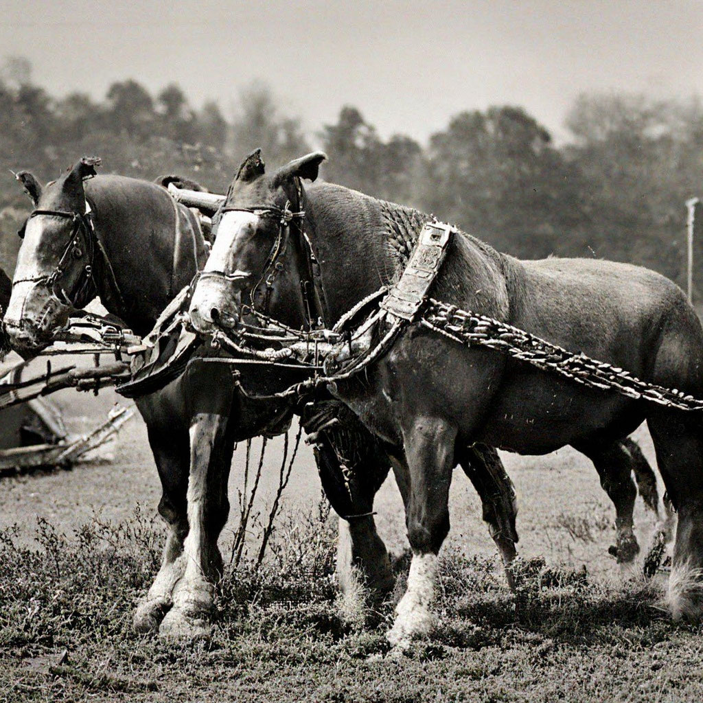 Draft horses working the ground. Amish farm, Horses, Amish culture