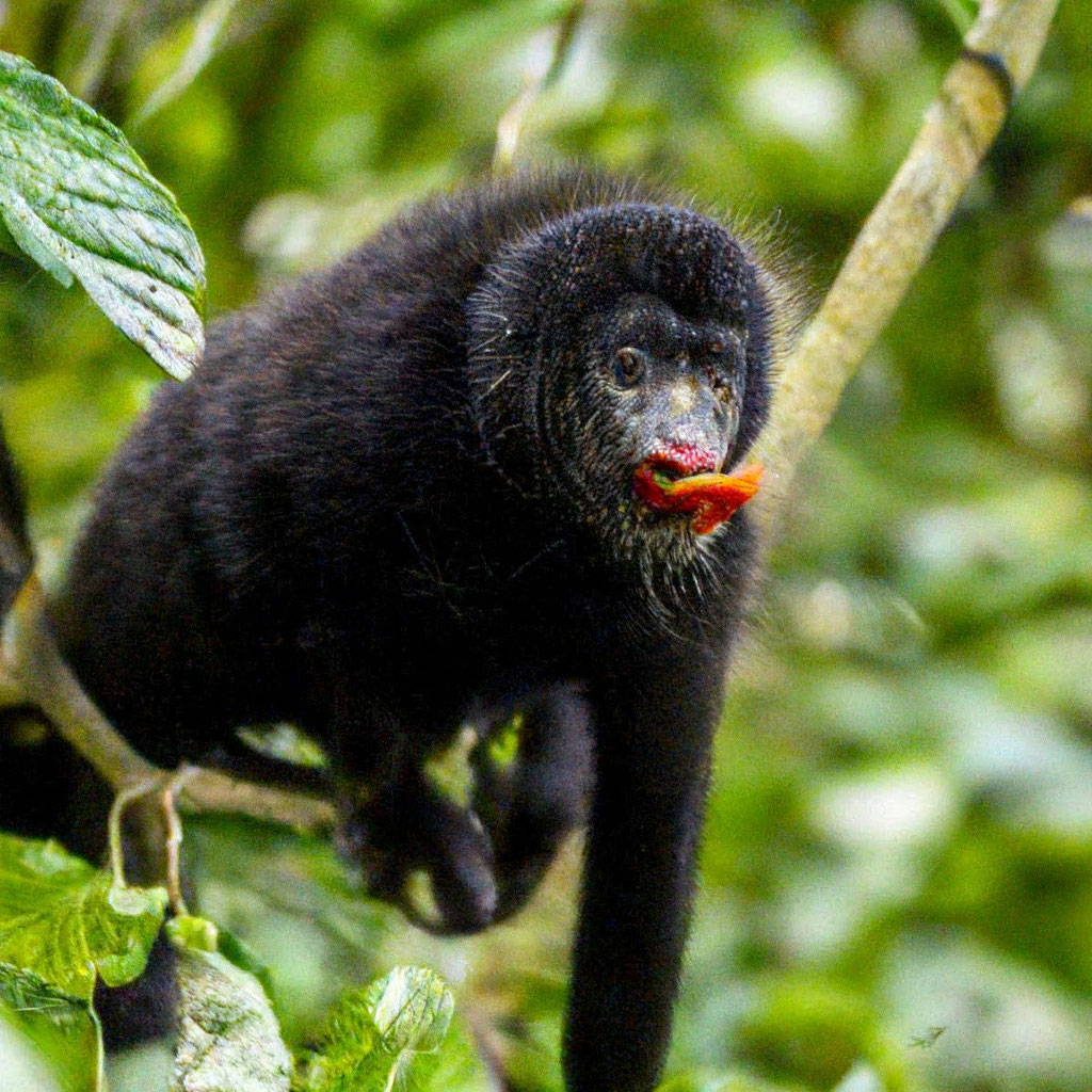 «Чурка в своей естественной среде …» — создано в Шедевруме