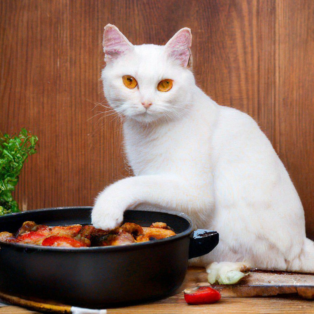 «Белый кот с янтарными глазами жарит…» — создано в Шедевруме