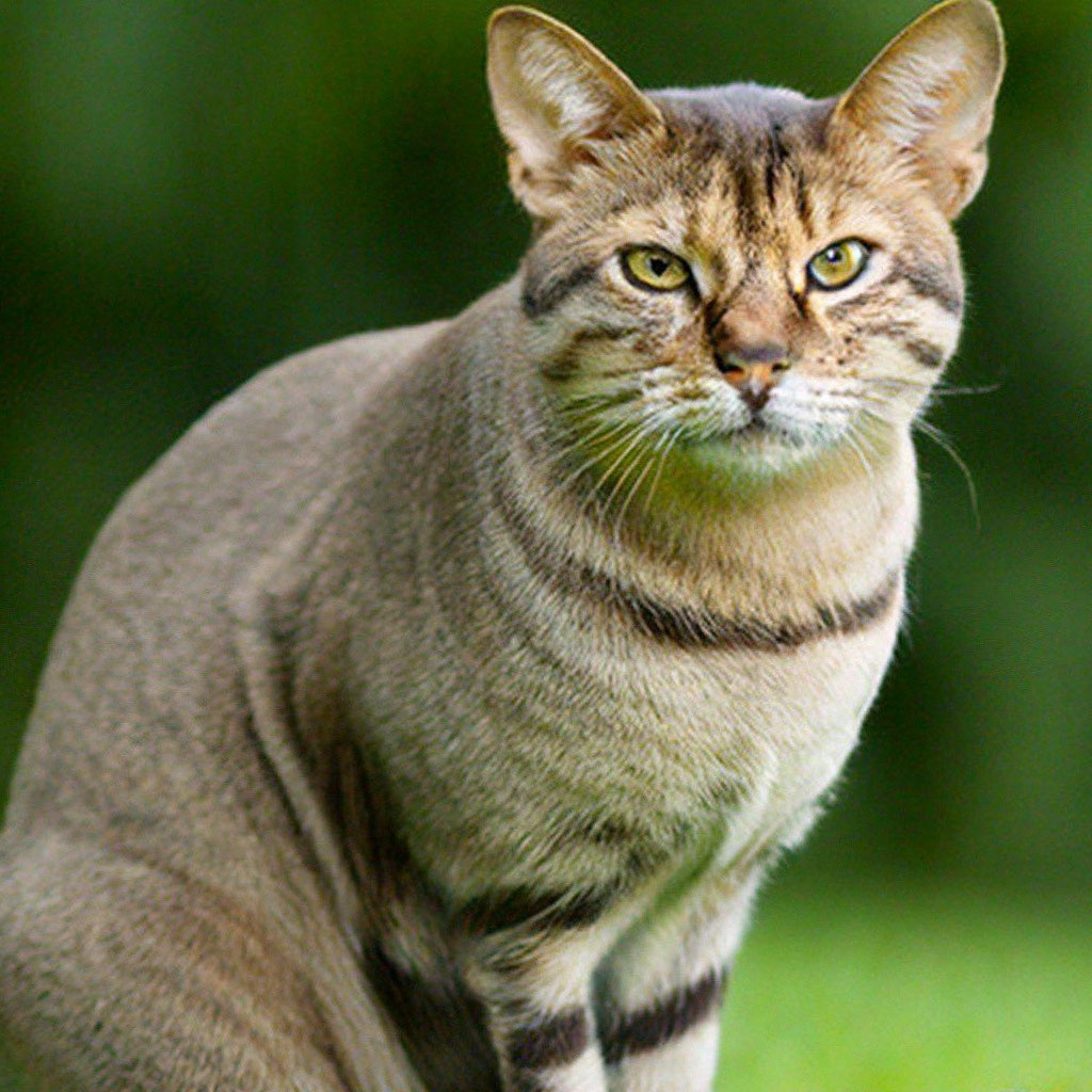 Бразильский кот» — создано в Шедевруме