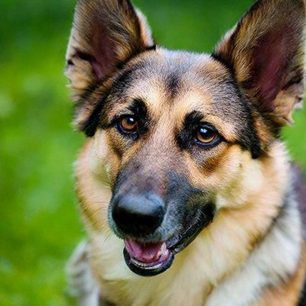 Овчарка с разными глазами