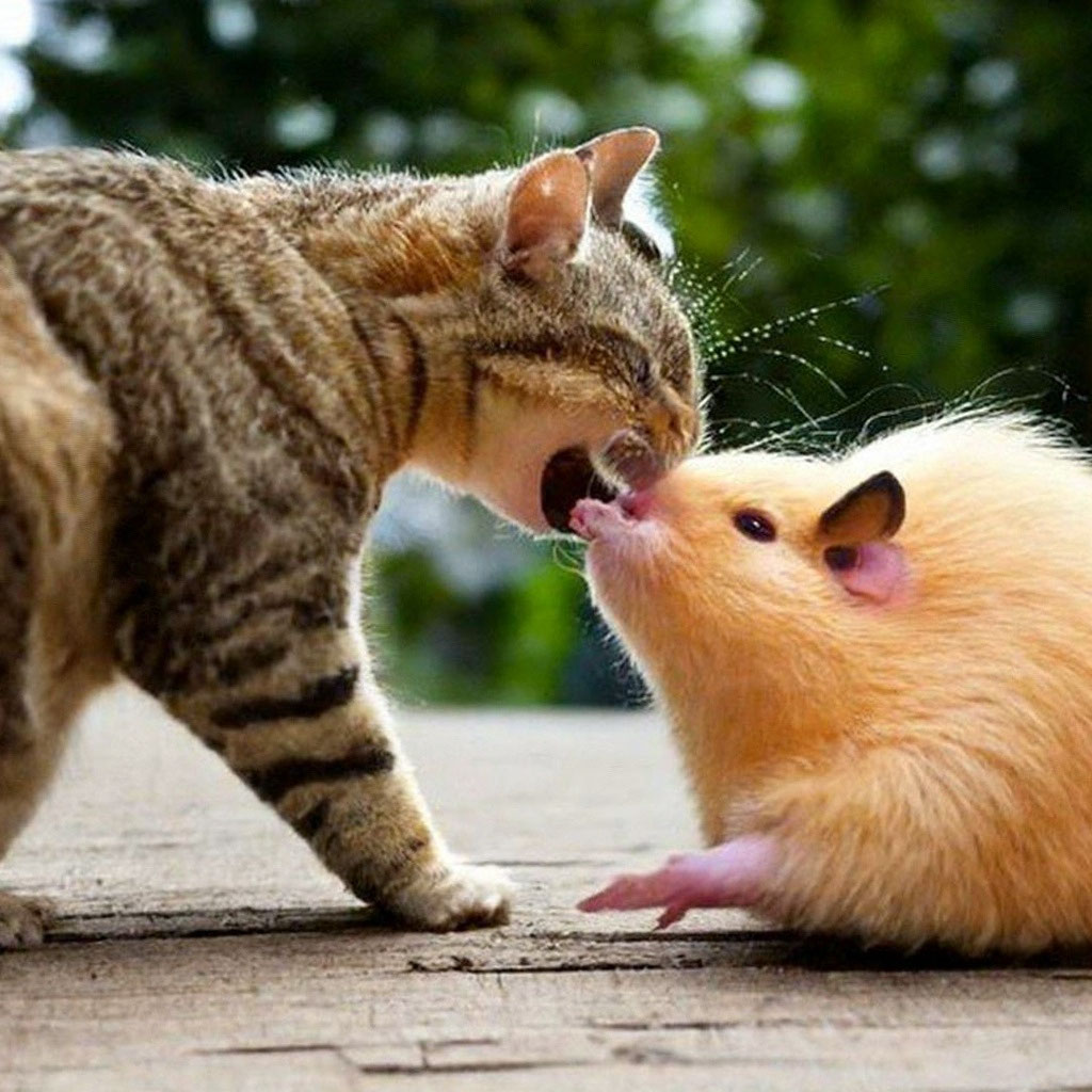 cat with hamster
