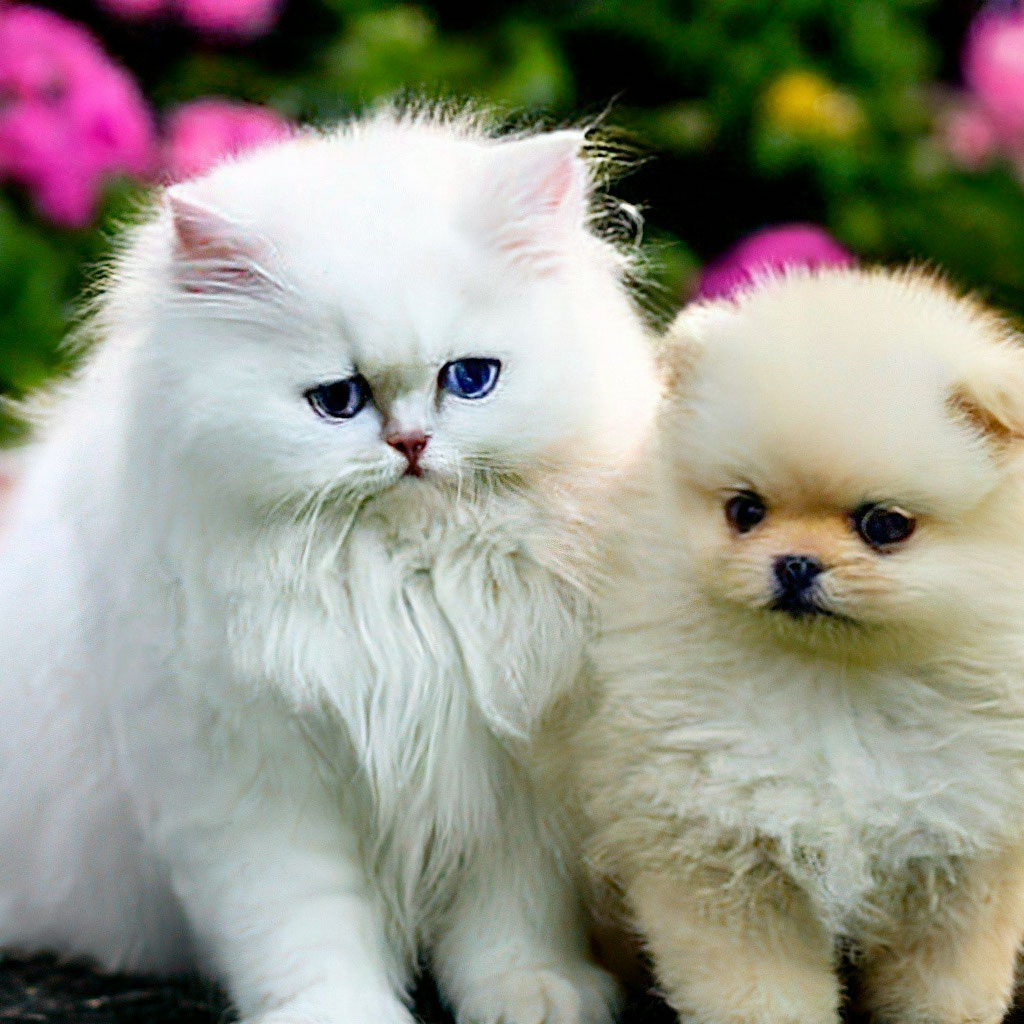 Persian cat fashion puppy