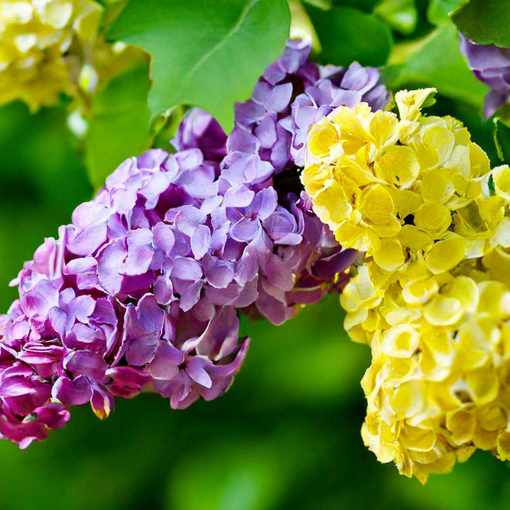 Syringa vulgaris - Изображение особи - Плантариум