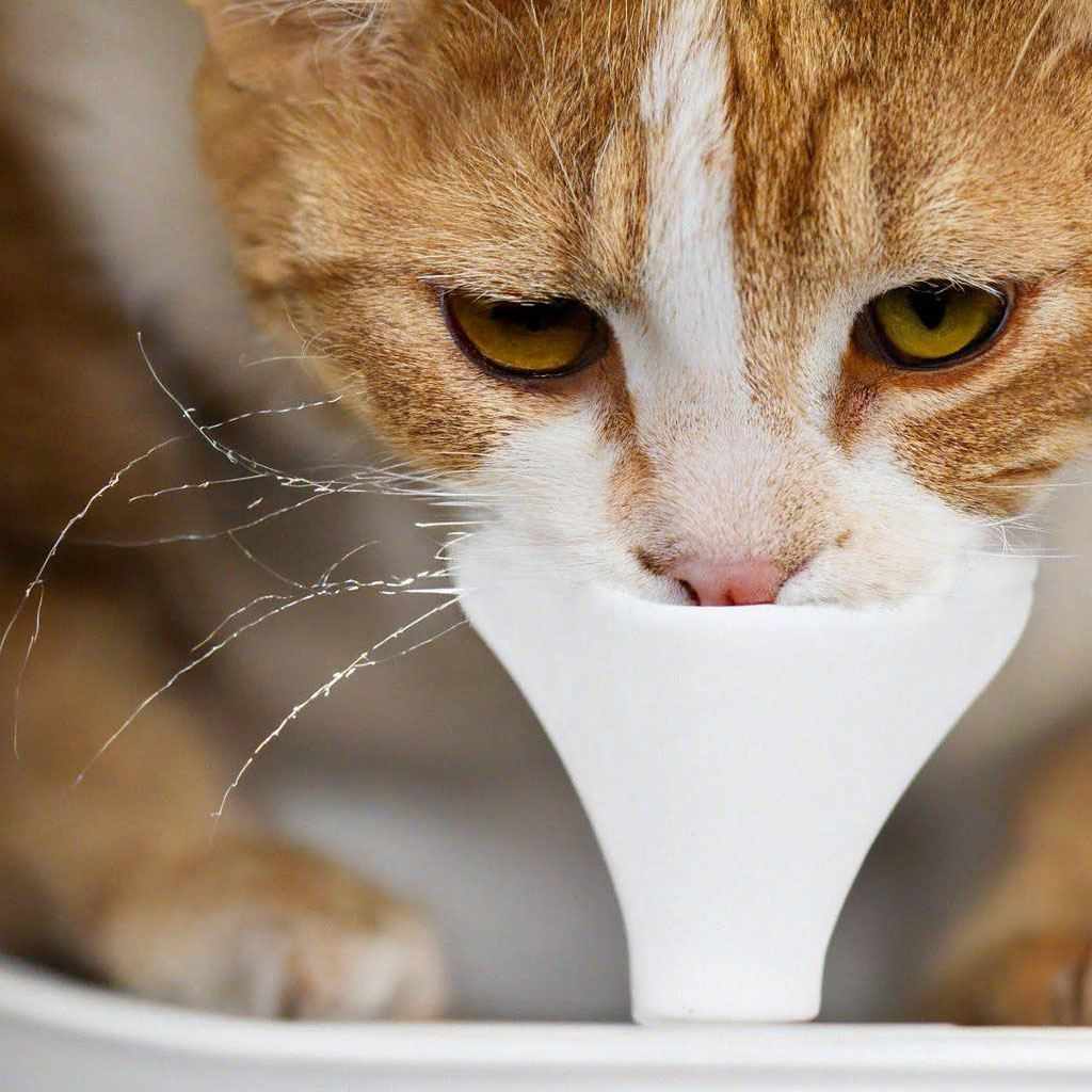Кот пукает и ест туалет» — создано в Шедевруме