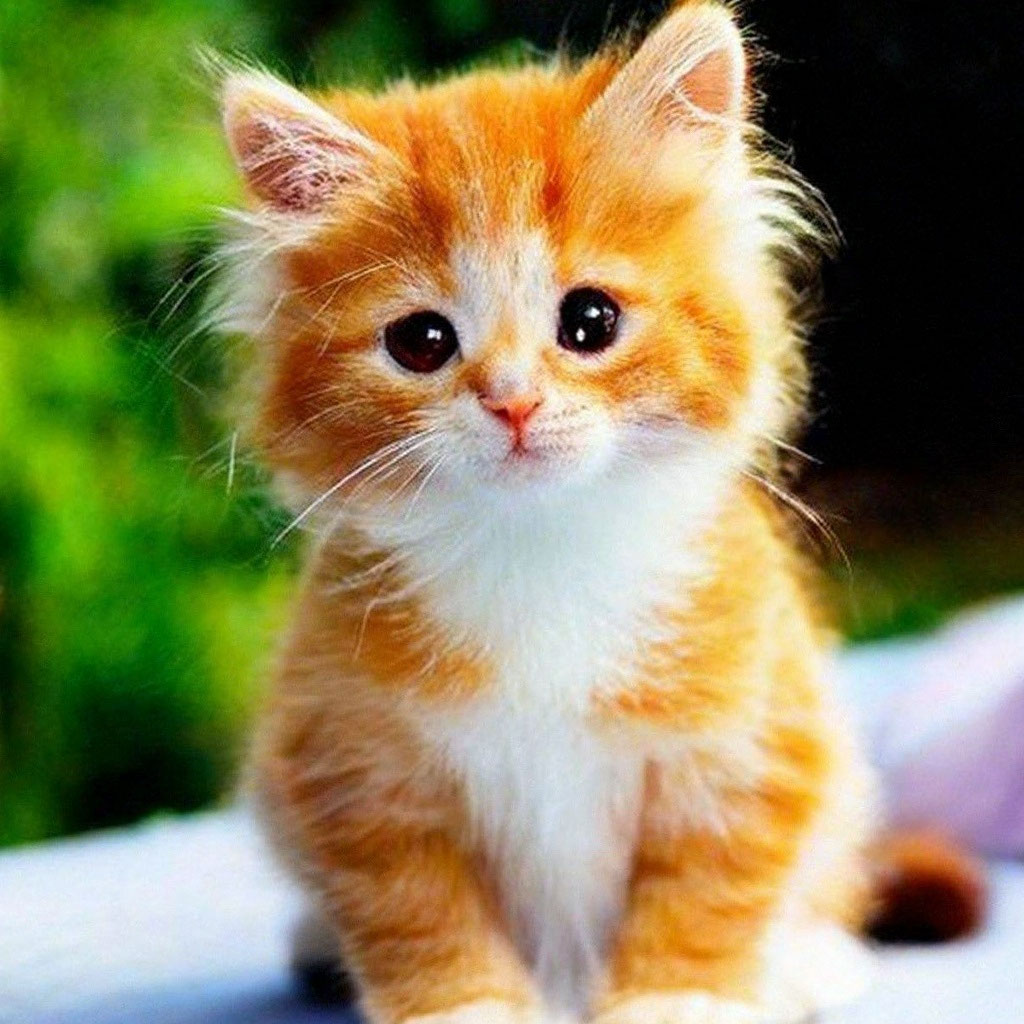 Самые милые котята