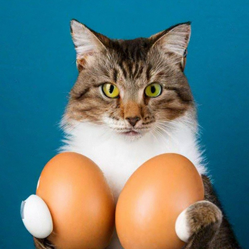 кот с большими яйцами