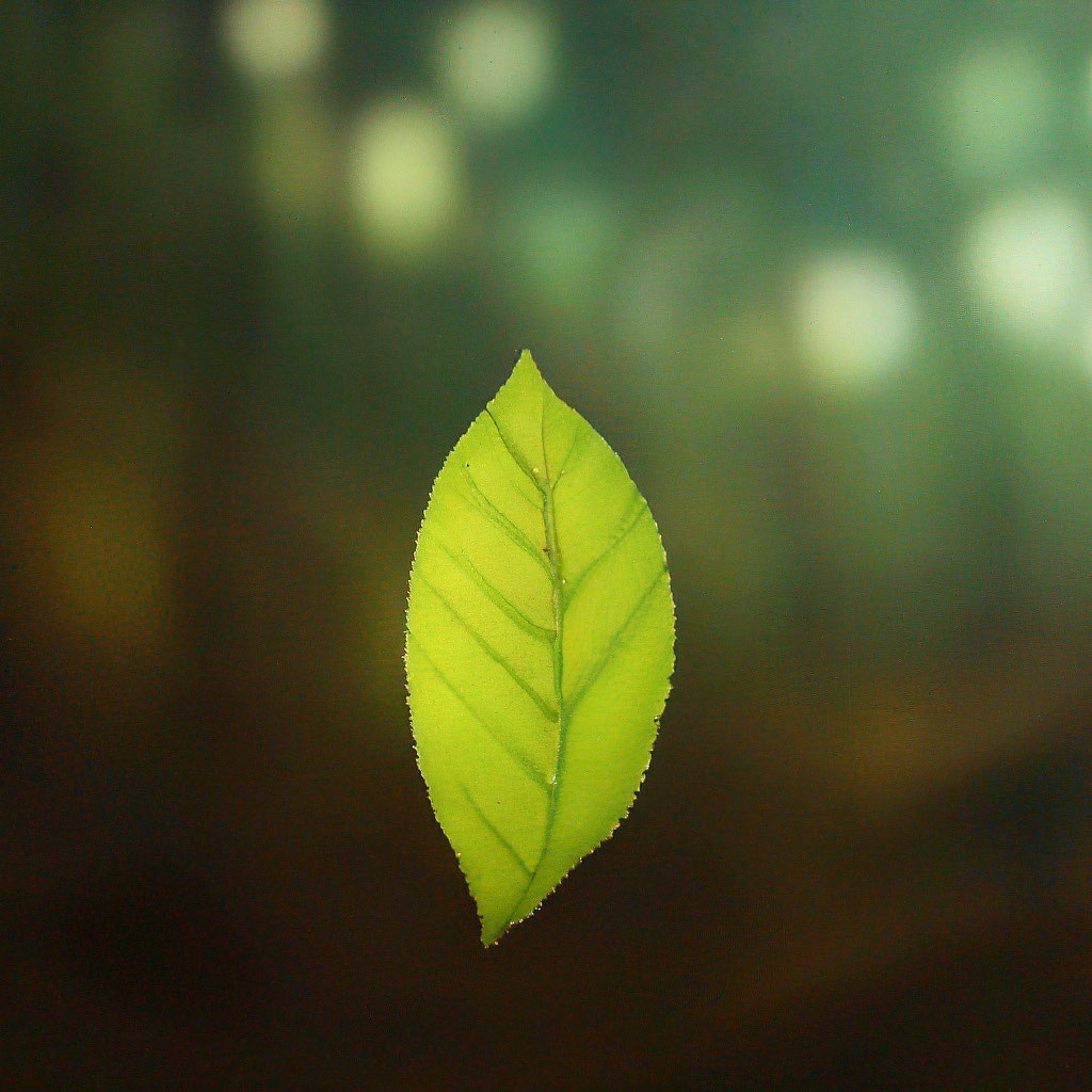 «Листок упавший с дерева, красиво, …» — создано в Шедевруме
