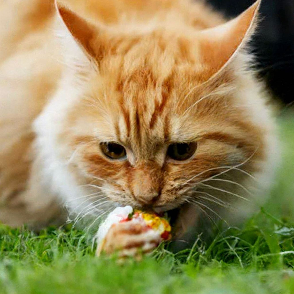 Пушистый рыжий кот ест землю» — создано в Шедевруме