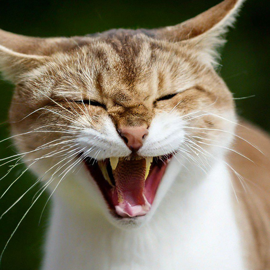 Фото Злой кот, более 97 качественных бесплатных стоковых фото