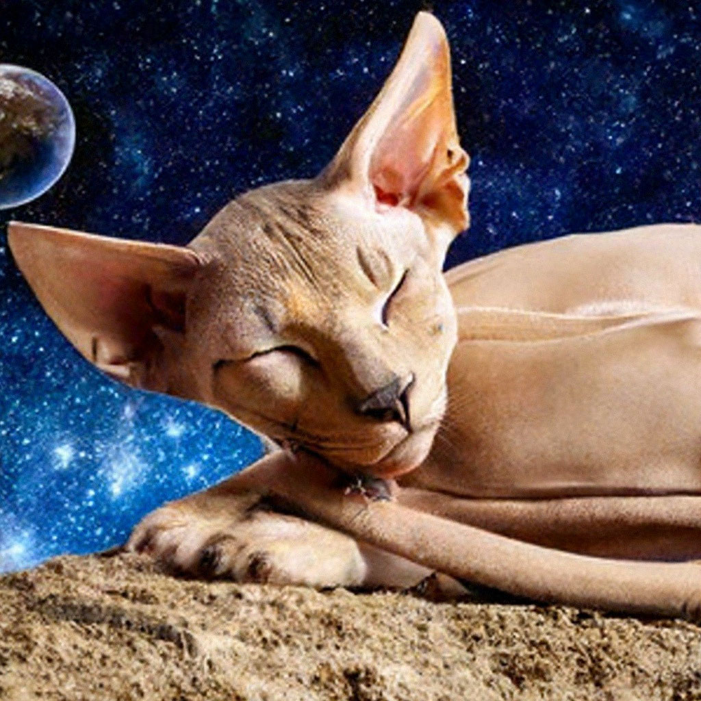 Сфинкс-Браш: порода кошек с коротким гладким мехом» — создано в Шедевруме