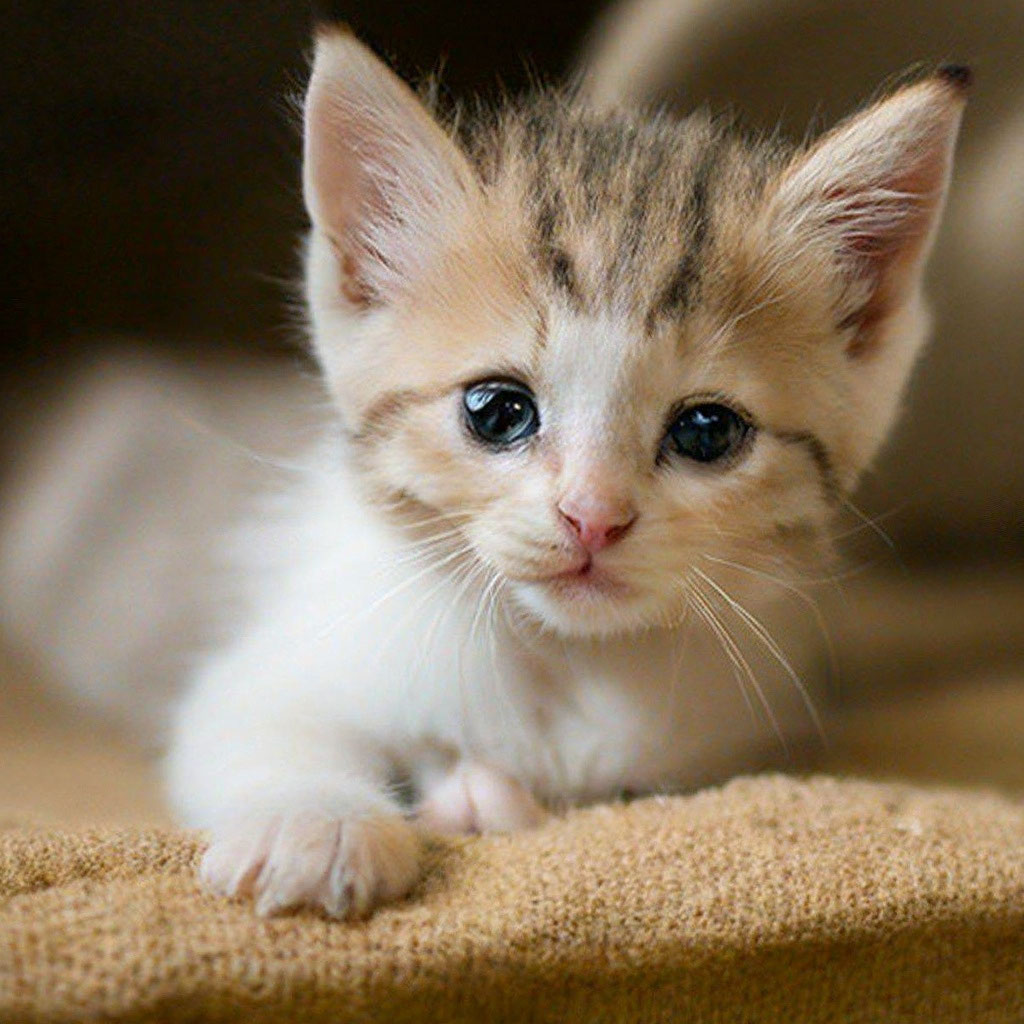 Картинки котят