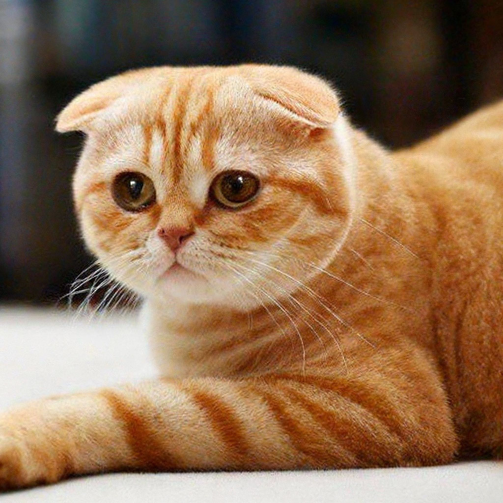 Кошка рыжая шотландская вислоухая …» — создано в Шедевруме