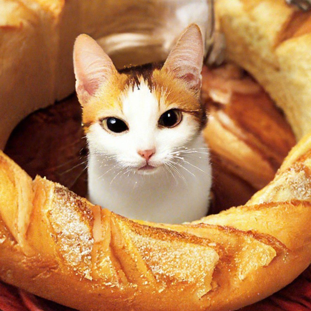 Кот хлебушек
