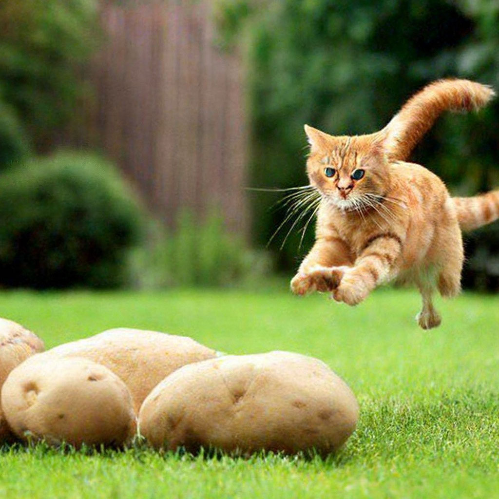 Ловкость кошки грация картошки» — создано в Шедевруме