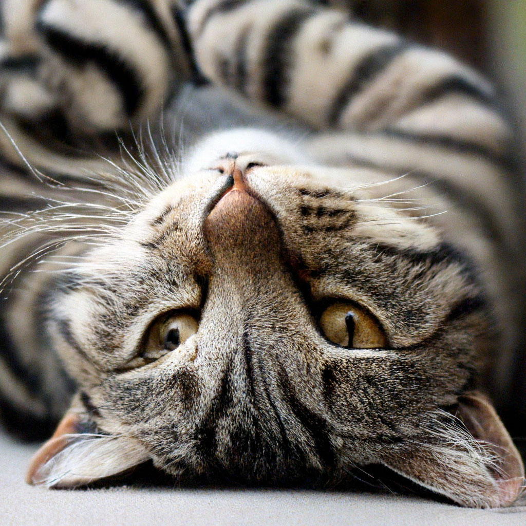 Полосатый котик лежит на спине.» — создано в Шедевруме
