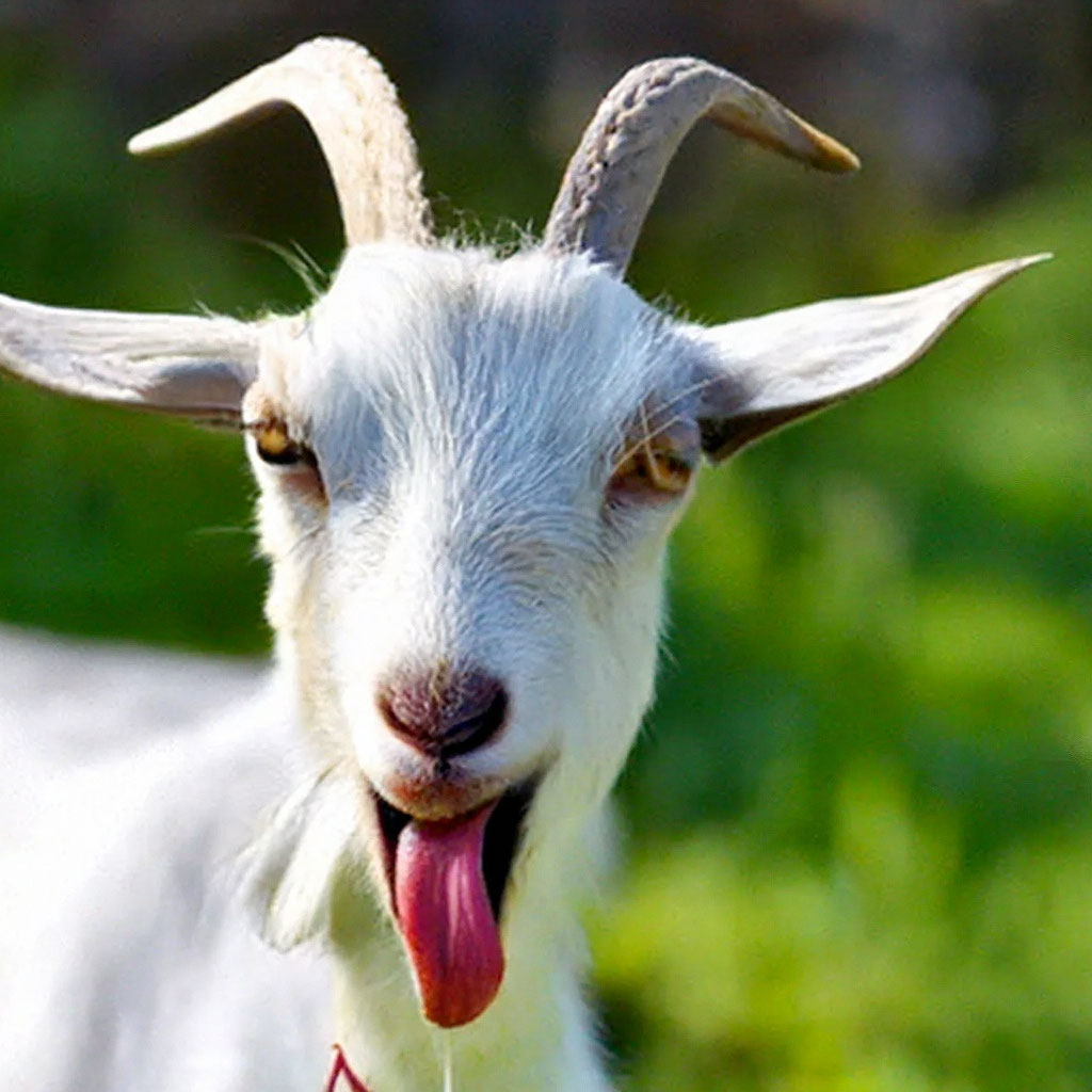 5fbfb397c4a064d:upscaled