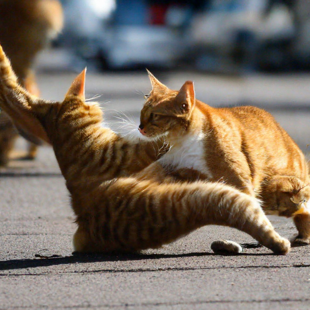 Коты дерутся на улице за часы» — создано в Шедевруме