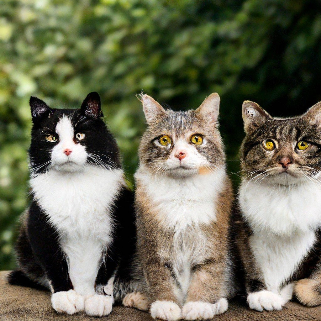 Идеи на тему «Милые котики на аву» () | милые котики, кошачьи фотографии, котята