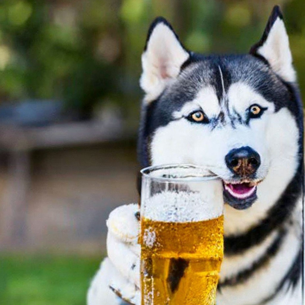 Dog husky with beer" — image created in Shedevrum