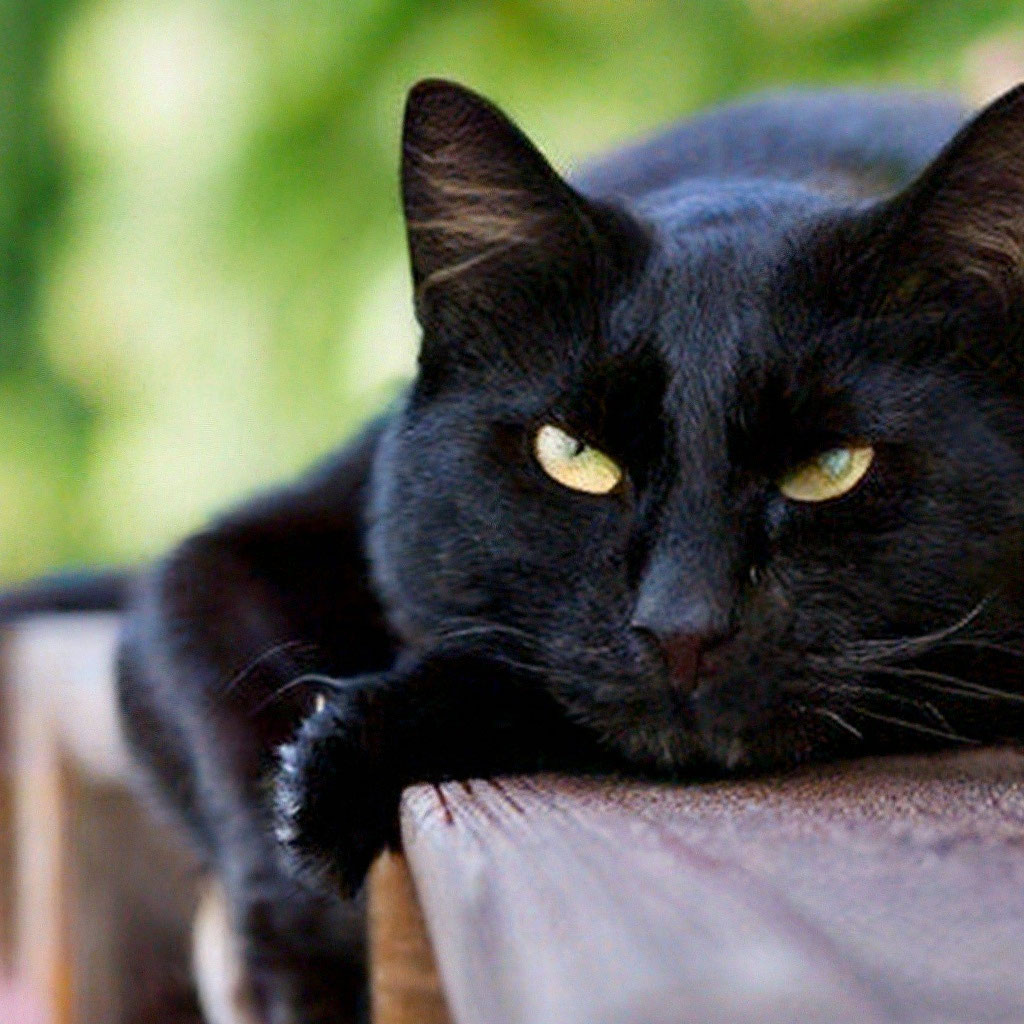 Черный котенок в доме - 65 фото