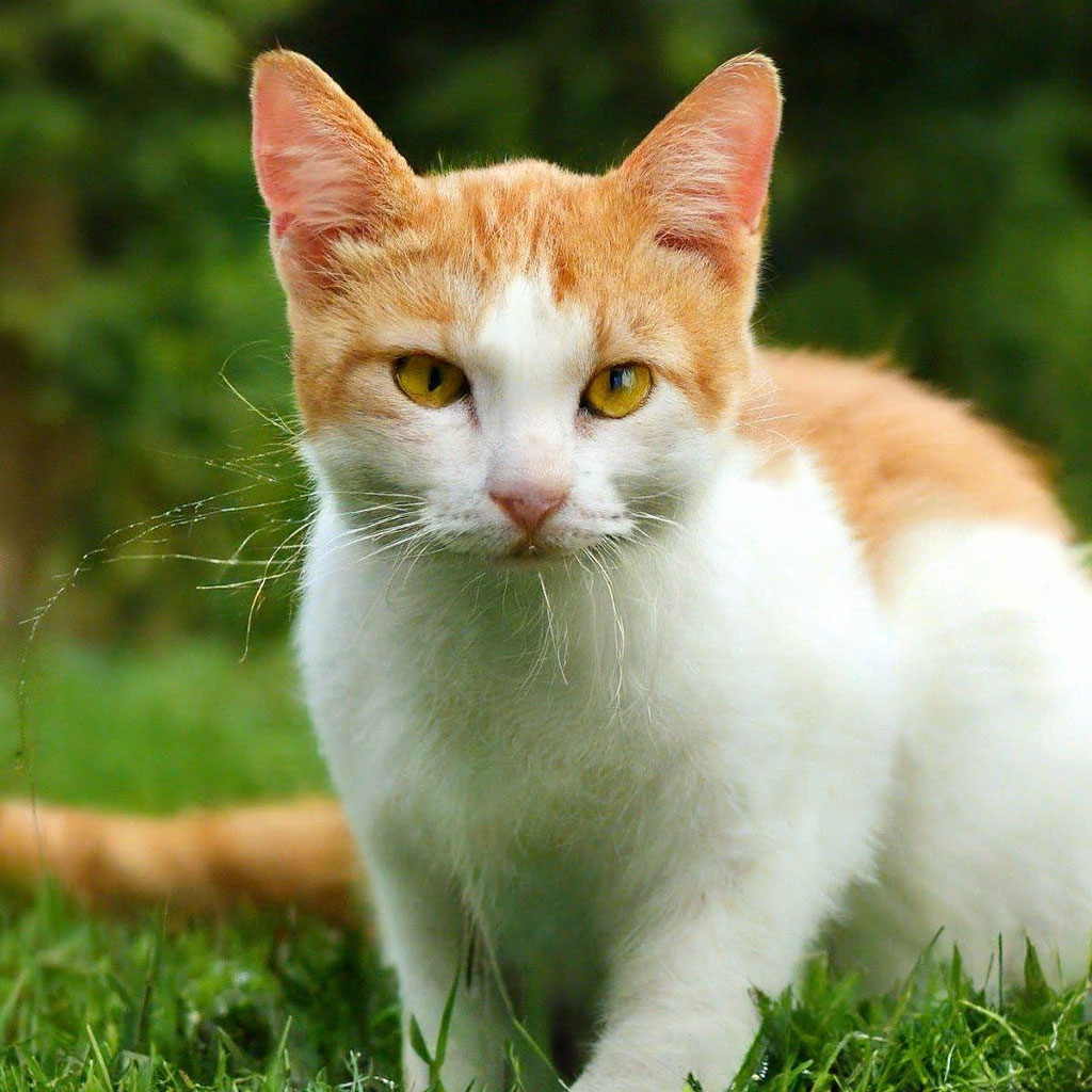 Korporativ partiya porno