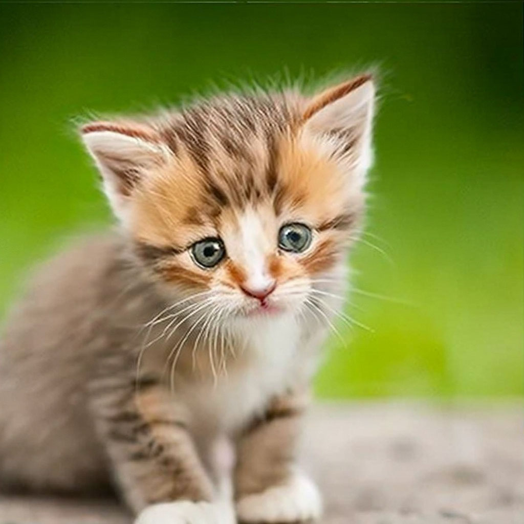 «Котëнок» — картинка создана в Шедевруме