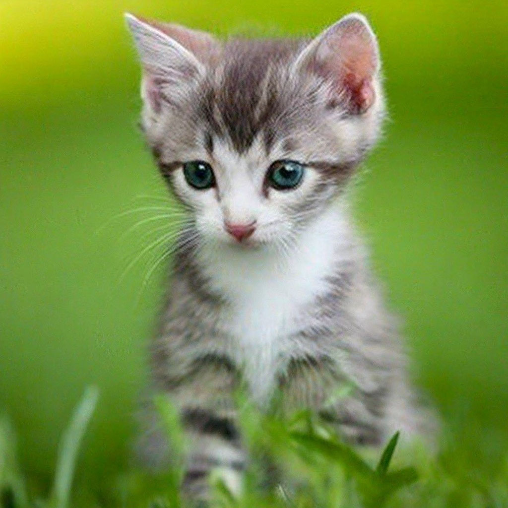 Картинки котят