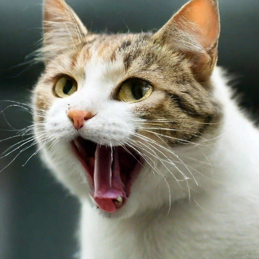 Реакция кошки на громкий звук» — создано в Шедевруме