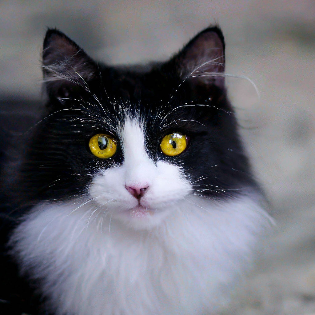 Маленький пушистый черно-белый кот …» — создано в Шедевруме