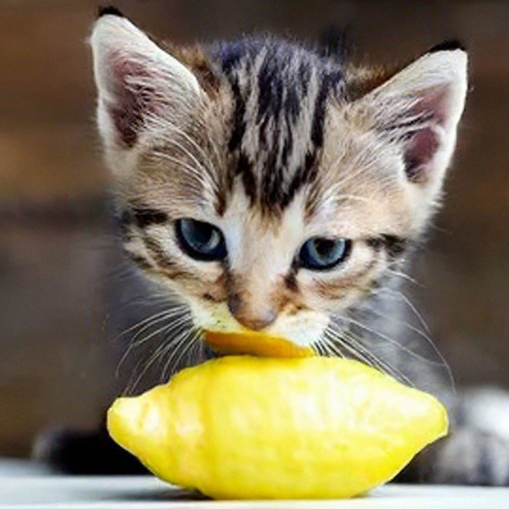 Cat eats sour lemonquot  image created in Shedevrum