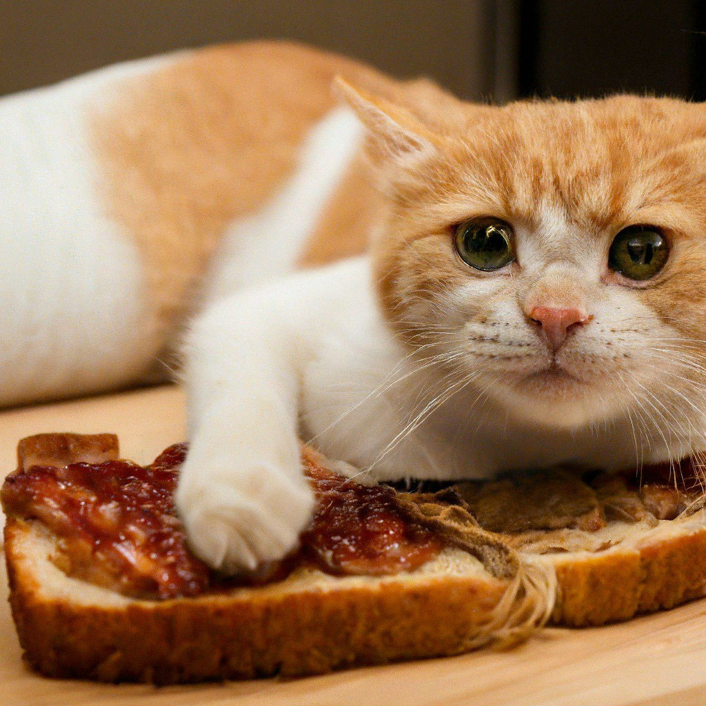 «Кот бутерброд» — создано в Шедевруме