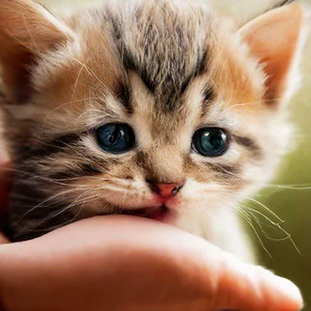 Котёнок улыбается чтобы обниматься» — создано в Шедевруме