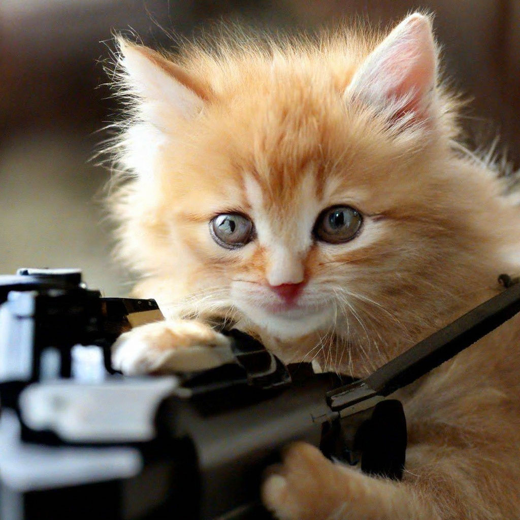 kitten with gun